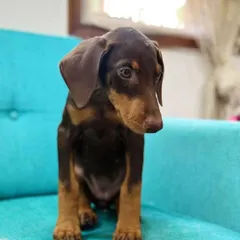 Meet Kishmish, a 50-day-old Doberman puppy who was surrendered to us. We ensure every puppy gets a full vet check and is placed in a loving home where they can grow up safe and happy. She has now found her forever home.