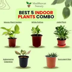 To make starting your plant journey easier, I've put together this super saver pack of our five best-selling indoor plants. It includes a Money Plant, White Pothos, Jade Plant, Aglaonema Valentine, and a Succulent Star, all perfect for beginners and at a price that’s easy on the wallet.