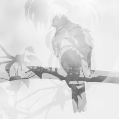 A creative double exposure of a Zebra Dove in Singapore. I combined a sharp image of the dove with a softer, out-of-focus shot of leaves, resulting in this abstract, high-key black and white composition that feels like a memory.