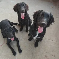 This trio of black beauties is all smiles. It's rewarding to see dogs form friendships and enjoy their time here as part of a happy, well-adjusted group.