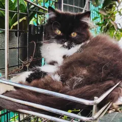 This black and white long-haired cat has found a great vantage point on one of the metal climbing racks in our catio, perfect for surveying their kingdom.