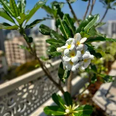 The delicate white and yellow flowers of a Frangipani plant. Seeing the first blooms on a plant we've nurtured is always a rewarding experience, signaling a healthy and happy addition to the garden.