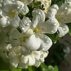 A macro shot showing the fine details and water droplets on a white Jasmine flower. I can help you select flowering plants that bring this level of beauty to your space.