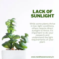 While some plants tolerate low light, most succulents require plenty of sunlight to thrive. Understanding the specific light requirements of your plant is key to its health.