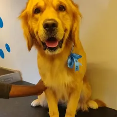 A handsome Golden Retriever looking dapper with a blue bow. We make sure every pet leaves not just clean, but also feeling special.