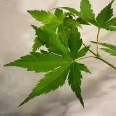 A close-up of the iconic Japanese Maple leaf. The deep green color and delicate texture are perfect for those seeking refinement and balance in their garden design.