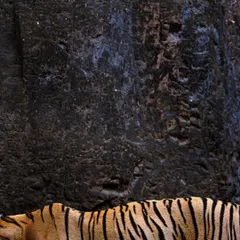 An abstract composition focusing on the beautiful contrast between a tiger's stripes and the dark, textured rock of Ranthambore. Finding these artistic details is a rewarding part of wildlife photography.