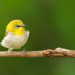 An Oriental White-eye, a tiny, fluffy bird with a distinctive white ring around its eye. Its charming appearance and the clean green background make for a delightful print.