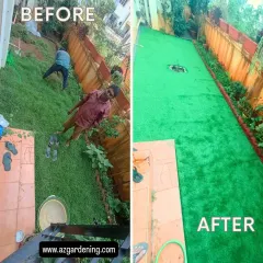 This before and after shot shows the dramatic change from an overgrown, messy yard to a clean, manicured lawn that requires zero mowing.