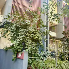 A well grown garden is a much bigger flex than a newly set up one. We are so proud to see this space we worked on continue to thrive and flourish. The large tree provides a beautiful, natural canopy.