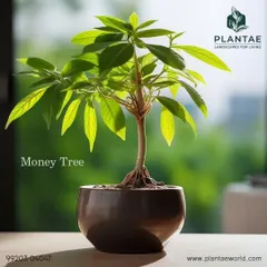 The Money Tree is not only rumored to bring good luck but is also non-toxic to pets. Its braided trunk and lush leaves make it a popular and safe choice for homes with furry companions.