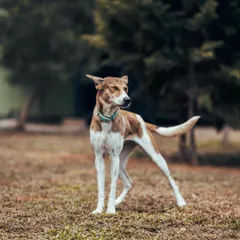This Indie dog is such a looker. She has a graceful posture and a calm confidence about her as she surveys her temporary kingdom.