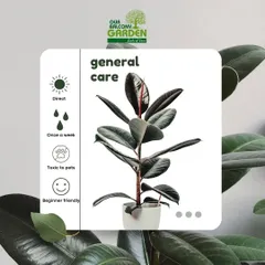 Here is a general care guide for the popular Rubber Plant. It's a beginner-friendly option that needs direct sun and watering about once a week. Please note, it is toxic to pets.