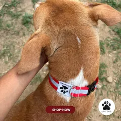 A close-up of the red reflective collar on a dog. This view shows how neatly it fits and the placement of the Dirty Paws logo tag.