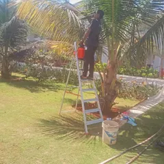 Tall trees like this palm require specialized care. Here, I am on a ladder performing necessary pruning and pest service to remove dead fronds and keep the tree healthy and safe.