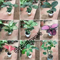 More variety from our hydroponics collection. You can see Calatheas, Aglaonemas, and even a Money Tree all adapted to grow in our special water-based setups.