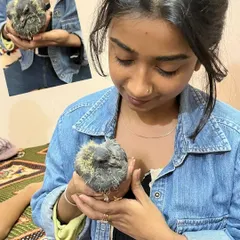 My rescue work is not just for cats and dogs. I found this tiny baby pigeon who had fallen from its nest. I am keeping it warm and safe until it is strong enough to be on its own.