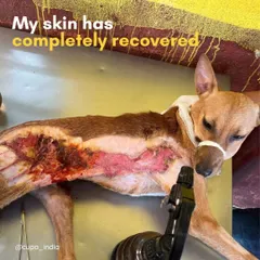 The extensive treatment for this dog's severe skin injury was funded by pet parents who choose SASH for their own pets' care.
