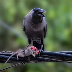 Nature can be savage, and I believe in telling its complete story. This House Crow with its kill is a raw, unfiltered moment of survival in the urban jungle, a reminder of the drama that unfolds around us every day.
