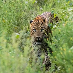 This is the moment the leopard Simba emerged from the dense green foliage in Jhalana. The photo captures his stealthy movement and intense gaze as he stalks forward, perfectly camouflaged by his surroundings.