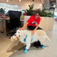 Ginger, one of my therapy dogs, getting some love at a corporate office visit. Socialization helps create gentle, friendly dogs that can bring joy to any environment.