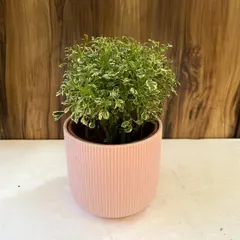 This delicate variegated Aralia in a soft pink pot is a perfect combination for a desk or side table. It proves that even small plants can bring a sense of calm and beauty to your interiors.