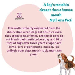 Myth vs. Fact: Is a dog's mouth cleaner than a human's? We bust this common myth and explain why regular dental care, an add-on service we offer, is so important for your dog's health.