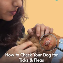 Monsoon season means it's time to be extra vigilant about ticks and fleas. This guide shows you how to properly check your dog for these parasites, which can transmit life-threatening diseases.