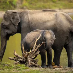 A dose of cuteness from the Kabini backwaters. This series captures the tender moments between an elephant mother and her calf as they enjoy a summer day by the water in Nagarahole Tiger Reserve.
