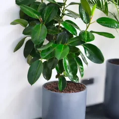 The Rubber Plant, with its glossy, dark green leaves, adds a touch of sophistication to any office. It's a robust plant that thrives indoors and helps create a healthier, more productive environment.