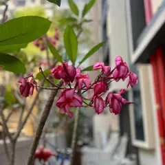 A close-up of the first pink Frangipani blossoms at a new project. We monitor new plantings closely, and the emergence of the first flowers is a great sign that the plant is establishing well in its new home.