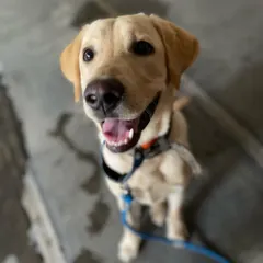 Binngo's happy face says it all. A key part of his training was teaching him what he *can* chew, so he learned to ignore household items and only play with his own toys.