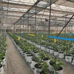 A wide shot of our newly planted crop inside the greenhouse. The neat rows of grow bags and the advanced infrastructure are key to our high-tech horticulture approach.