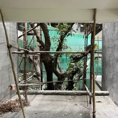 A view from inside an apartment building under construction. We designed the entire building to wrap around this magnificent existing tree, ensuring that future residents will have nature right at their doorstep.