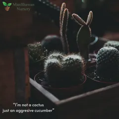 Looking for vibrant, easy-care plants? Our cactus collection offers stunning options for every space. This moody shot shows off their unique shapes and textures. I'm not a cactus, just an aggressive cucumber!