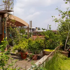 A rooftop transformed into a productive garden. This terrace is filled with potted fruit trees and plants, creating a green oasis in the city. The wooden deck provides a warm, natural surface for enjoying this elevated escape.
