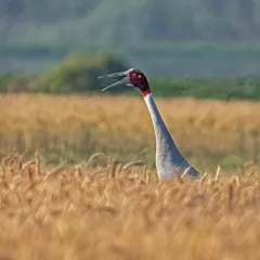 A Sarus Crane, the world's tallest flying bird, calls out from a wheat field near a wetland. Capturing a bird vocalizing adds a dynamic and auditory element to a still photograph.