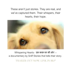 "These aren't just stories. They are real." A close-up on the soulful eyes of a golden-haired dog, promoting the trailer for our documentary. We aim to capture the whispers, hearts, and hopes of shelter animals.