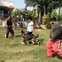 A great training session in Pune with fellow decoys and handlers. The opportunity to work with different dogs and learn from other trainers is invaluable to my growth in the sport.
