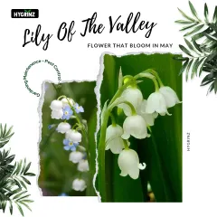 The delicate, bell-shaped Lily of the Valley is known for its sweet fragrance and typically blooms in May. I can help you cultivate these beauties in your own garden.