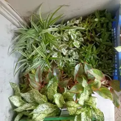 A crate full of fresh, healthy indoor plants, including variegated Aglaonema and Spider Plants. This is the quality and variety you can expect when you order from me.