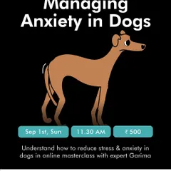 Does your dog suffer from stress or anxiety? As part of "The Incredible Indie Month," I'm hosting an online masterclass on managing anxiety in dogs. Join us to learn scientifically proven ways to help your dog cope, with all profits donated to NGOs.