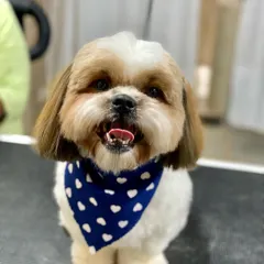 Look at that happy face. This is Pablo, a Shih Tzu, looking sharp and feeling great after his styling session, complete with his signature bandana.