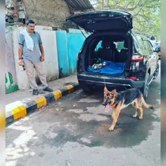 The pet is safely out of the car and ready for the next phase of travel. I manage all transfers between car, train, or flight.