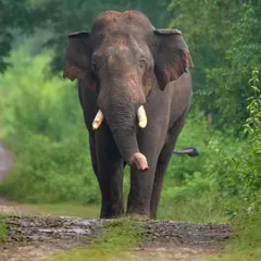 A huge tusker asserts his power on a monsoon morning in Kabini. The sheer presence of these animals is awe-inspiring.