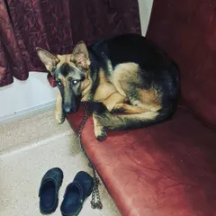This German Shepherd found a comfortable spot to rest on the train seat during our long trip from Assam to Delhi.