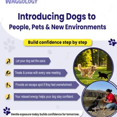 Socialization is crucial for a confident, well-adjusted dog. This guide provides step-by-step advice on how to introduce your dog to new people, pets, and environments safely and positively.