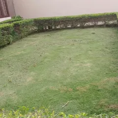 The finished product. A freshly mowed lawn with trimmed hedges, looking neat and well-cared-for after a regular maintenance session.