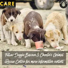 Do you know the legal rights of street dogs in India? It is illegal to harm or relocate them. We've partnered with Doggie Bazaar to share this crucial information to help protect our community animals.