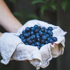 The best flavours come from the best ingredients. Here, a handful of fresh blueberries, ready to be transformed into the vibrant, tangy compote for our popular Blueberry Cheesecake.